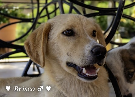 Brisco (in der Nähe von Frankfurt) sucht ein Zuhause