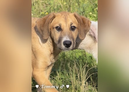 Tommy sucht ab sofort ein Zuhause
