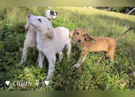 Lillith sucht ein Zuhause