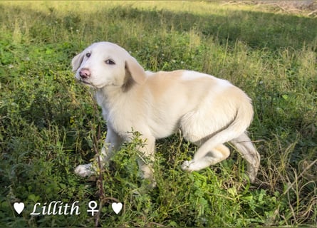 Lillith sucht ein Zuhause