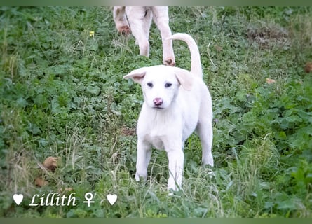 Lillith sucht ein Zuhause