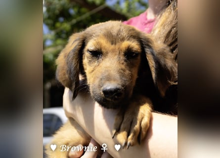 Update: drei Welpen (Baja,  Bambi, und   Brownie) suchen ab  Ende August ein Zuhause