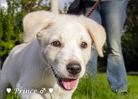 Prince sucht ein  Zuhause