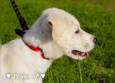 Prince sucht ein  Zuhause