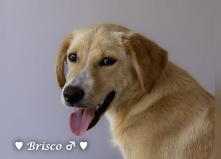 Brisco sucht ein Zuhause