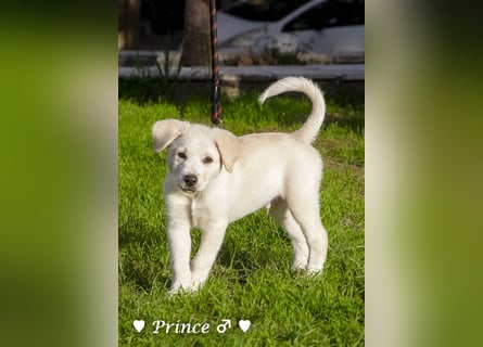 Prince sucht ein  Zuhause