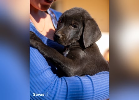 Update: Savas, Selma und Simos   suchen ein Zuhause