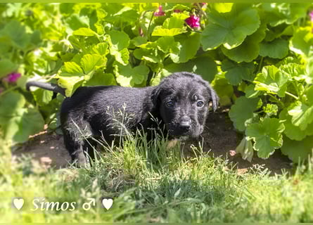 Savas, Selma und Simos   suchen ein Zuhause