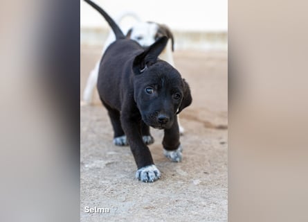 Update: Savas, Selma und Simos   suchen ein Zuhause