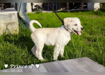 Prince sucht ein  Zuhause