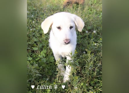 Lillith sucht ein Zuhause