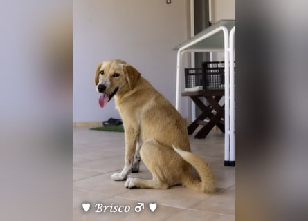 Brisco (in der Nähe von Frankfurt) sucht ein Zuhause