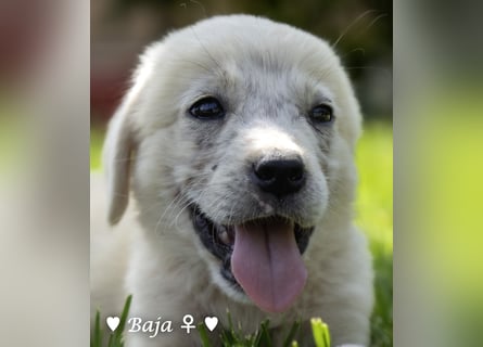Badu, Baja,  Bambi, Scorpio und   Brownie suchen ab August ein Zuhause