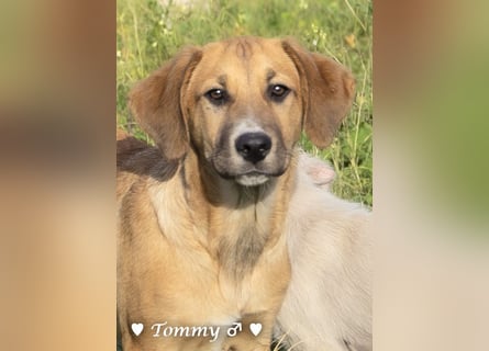 Tommy sucht ab sofort ein Zuhause