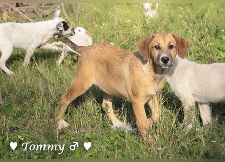 Tommy sucht ab sofort ein Zuhause