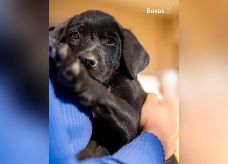 Update: Savas, Selma und Simos   suchen ein Zuhause