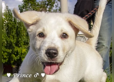 Prince sucht ein  Zuhause