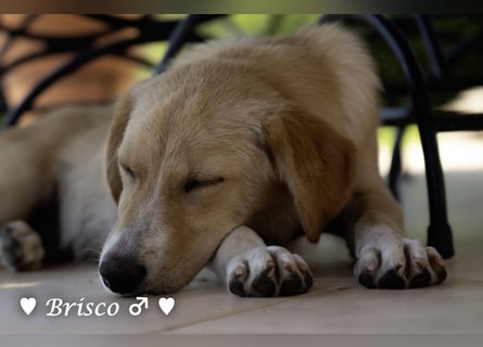 Brisco (in der Nähe von Frankfurt) sucht ein Zuhause
