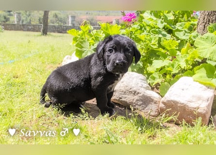 Savas, Selma und Simos   suchen ein Zuhause