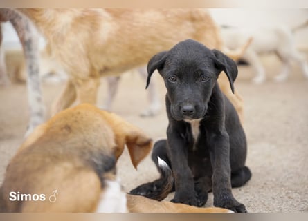 Update: Savas, Selma und Simos   suchen ein Zuhause