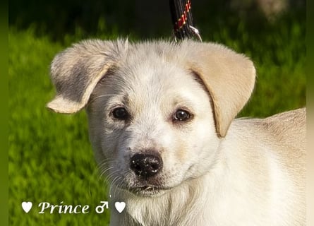 Prince sucht ein  Zuhause