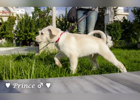 Prince sucht ein  Zuhause