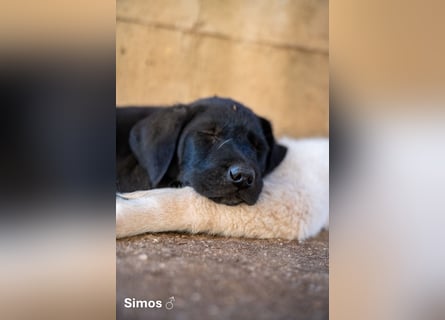 Update: Savas, Selma und Simos   suchen ein Zuhause