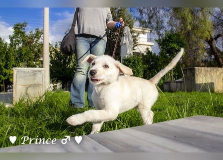 Prince sucht ein  Zuhause