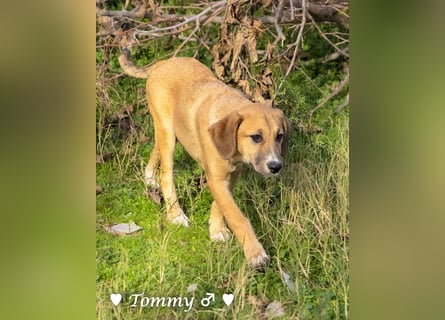 Tommy sucht ab sofort ein Zuhause