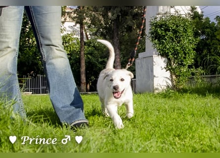 Prince sucht ein  Zuhause