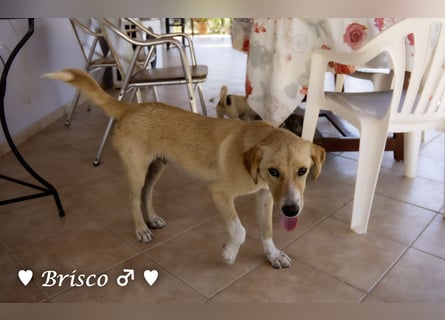 Brisco (in der Nähe von Frankfurt) sucht ein Zuhause