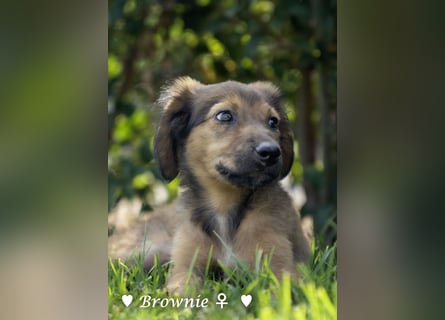 Badu, Baja,  Bambi, Scorpio und   Brownie suchen ab August ein Zuhause