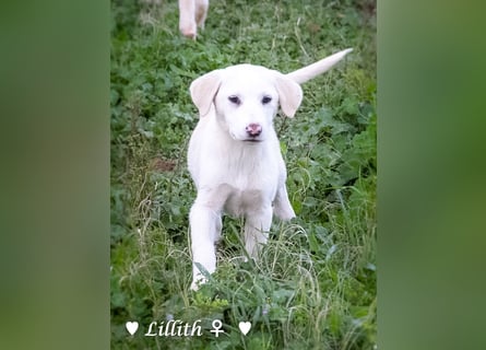 Lillith sucht ein Zuhause