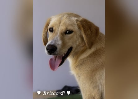 Brisco (in der Nähe von Frankfurt) sucht ein Zuhause