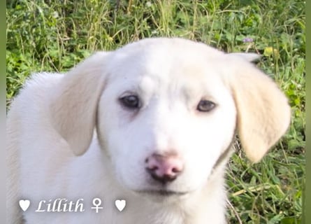 Lillith sucht ein Zuhause