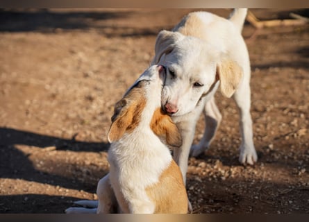 Lillith sucht ein Zuhause