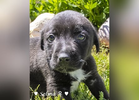 Savas, Selma und Simos   suchen ein Zuhause