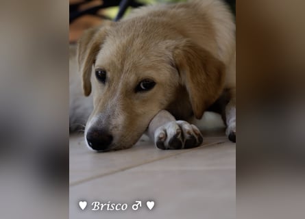 Brisco sucht ein Zuhause