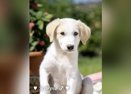 Baja,  Bambi, Scorpio und   Brownie suchen ab August ein Zuhause