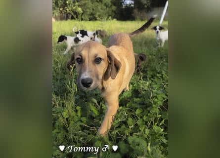 Tommy sucht ab sofort ein Zuhause