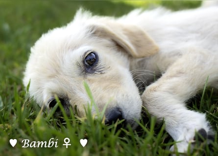 Badu, Baja,  Bambi, Scorpio und   Brownie suchen ab August ein Zuhause