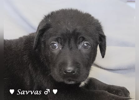 Savas, Selma und Simos   suchen ein Zuhause