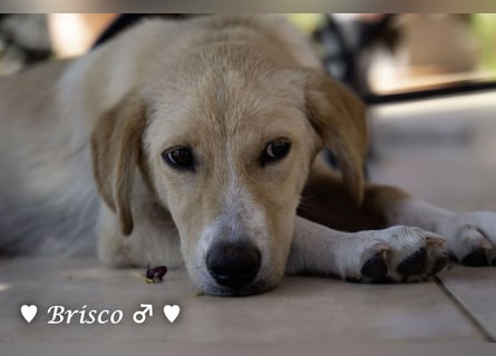 Brisco sucht ein Zuhause