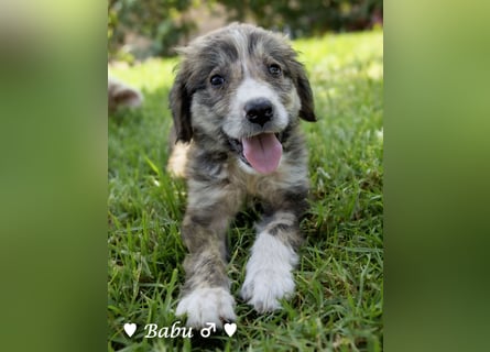 Badu, Baja,  Bambi, Scorpio und   Brownie suchen ab August ein Zuhause