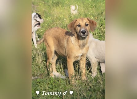 Tommy sucht ab sofort ein Zuhause