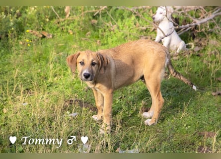 Tommy sucht ab sofort ein Zuhause