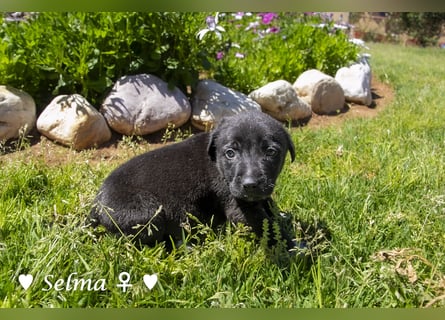 Savas, Selma und Simos   suchen ein Zuhause