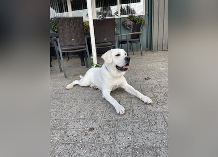  White Fury vom Rabeneck 