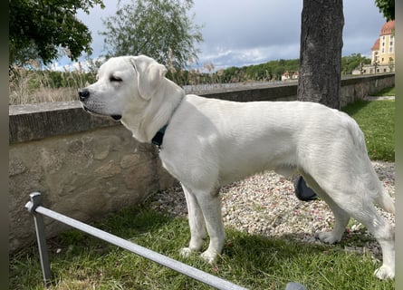  White Fury vom Rabeneck 