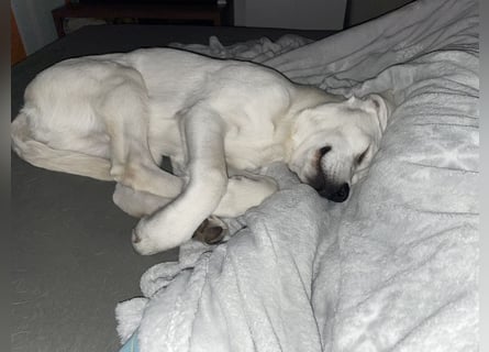  White Fury vom Rabeneck 